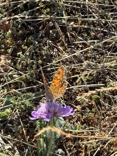 Wall Brown