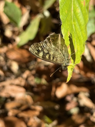 Speckled Wood