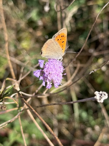 Small Copper
