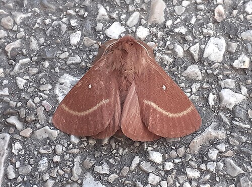 Grass Eggar