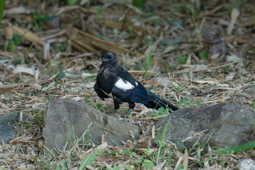 Oriental Magpie