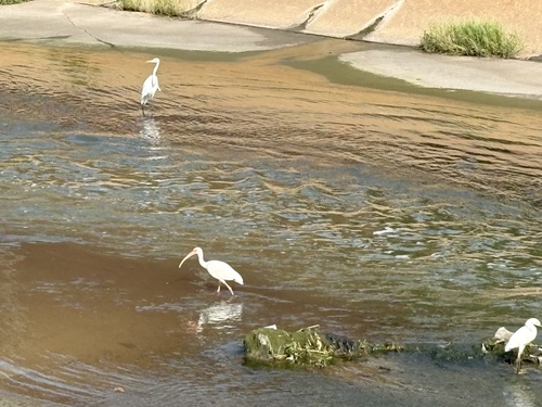 White Ibis