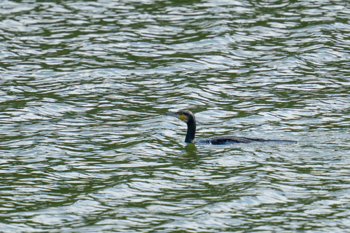 Great Cormorant