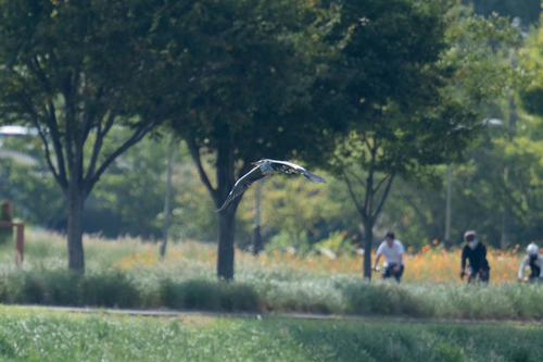 Grey Heron