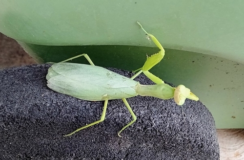 Transcaucasian Giant Mantis