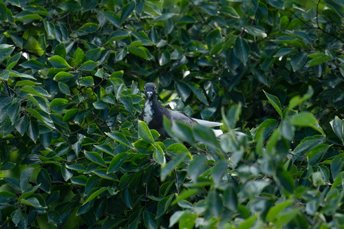 Feral Pigeon