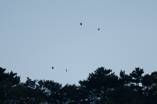 Large-billed Crow