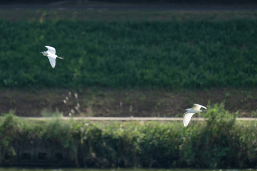 Eastern Cattle-Egret