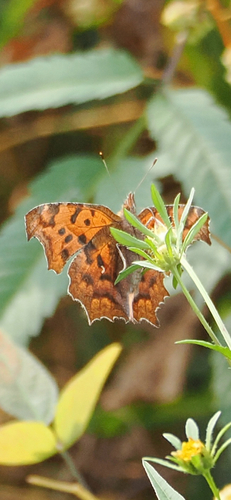 Asian Comma