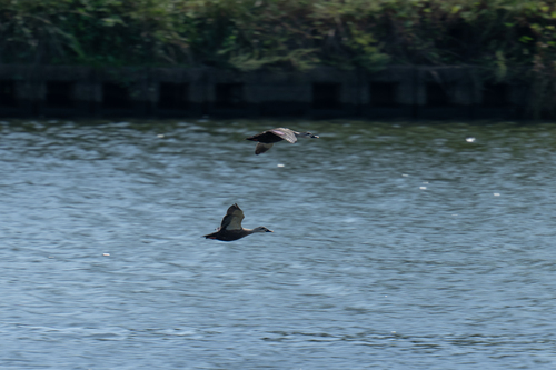 Eastern Spot-billed Duck