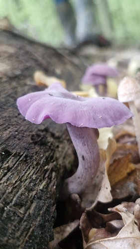 Amethyst Deceiver