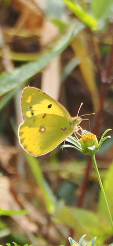 Colias poliographus