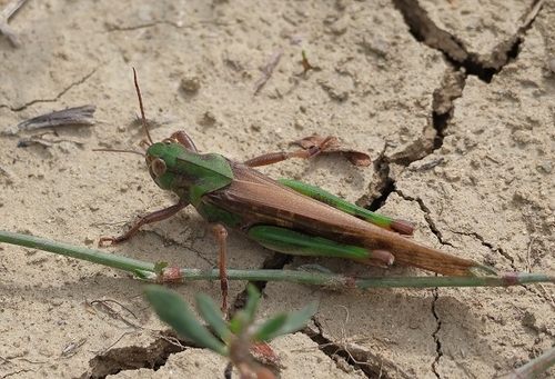Migratory Locust