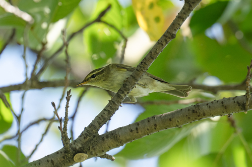 Arctic Warbler