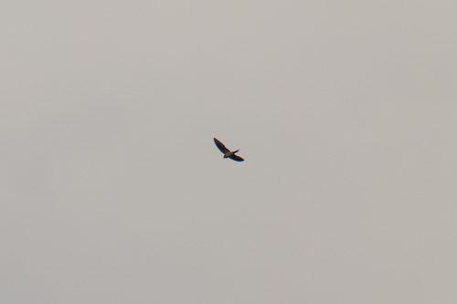Eastern Red-rumped Swallow