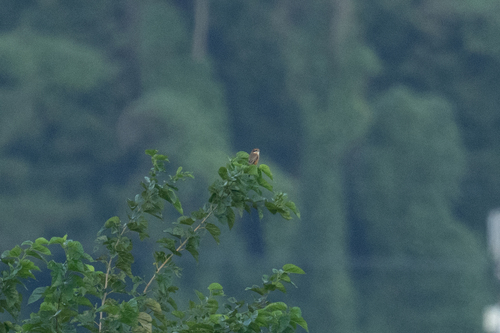 Bull-headed Shrike