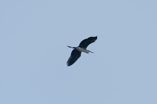 Grey Heron