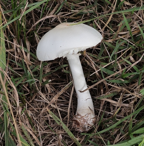 White Dapperling