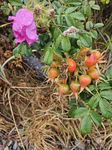 rugosa rose