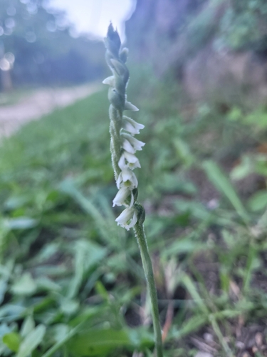Autumn Ladies' Tresses