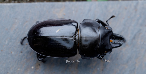 Neolucanus nitidus nitidus