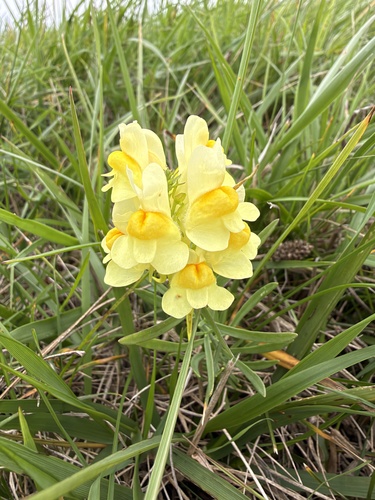 common toadflax