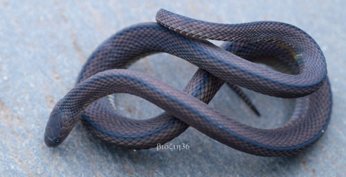 Huang's odd-scaled snake