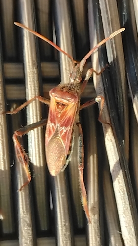 Western Conifer Seed Bug