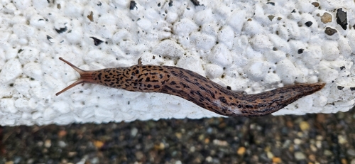 Leopard Slug