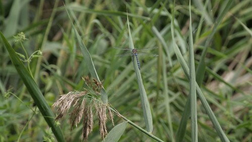 Migrant Hawker