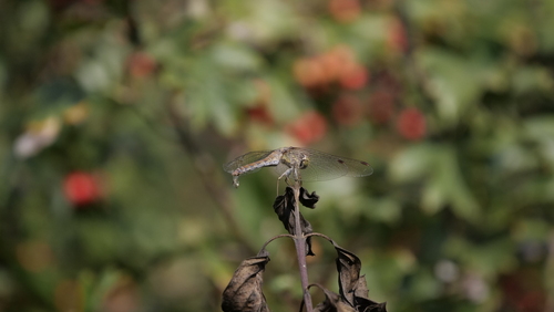 Common Darter