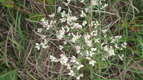 sweet everlasting