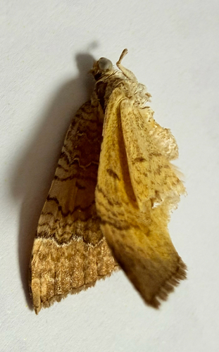 Yellow Shell Moth