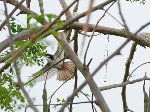 Red-whiskered Bulbul