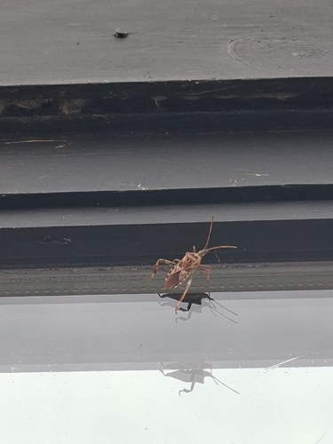Western Conifer Seed Bug