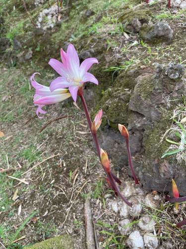 Belladonna Lily