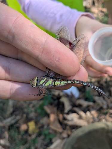 Migrant Hawker