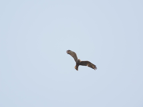 Eastern Marsh Harrier