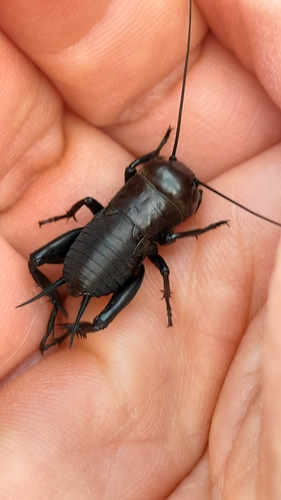 European Field Cricket