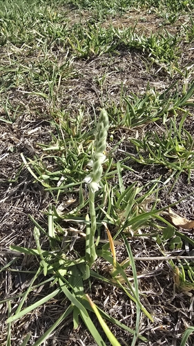 Autumn Ladies' Tresses