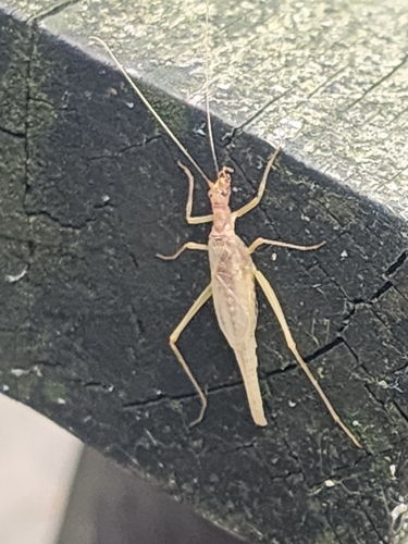 Two-spotted Tree Cricket