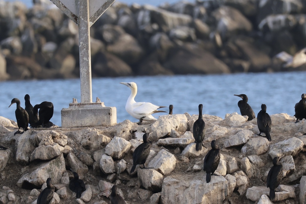 Northern Gannet