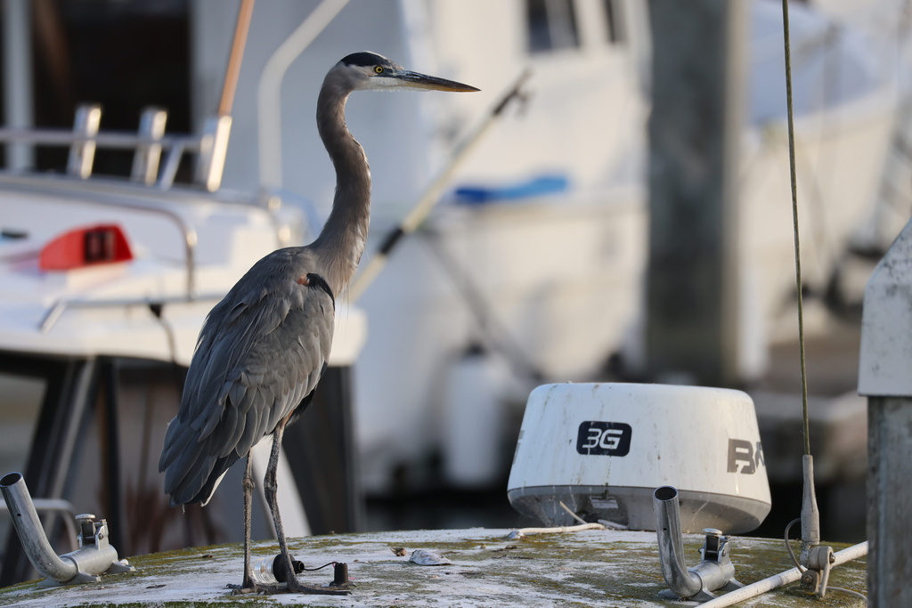 Great Blue Heron