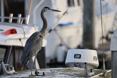 Great Blue Heron