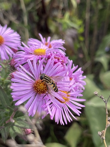 Narrow-headed Marsh Fly