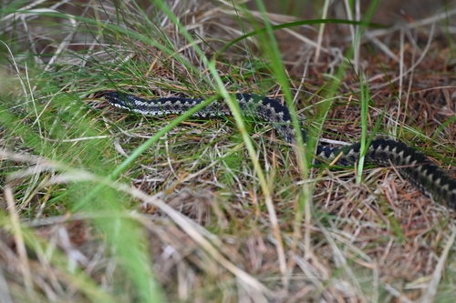Adder