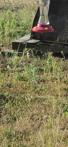 California Ground Squirrel