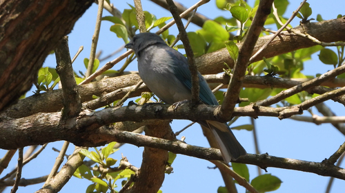 Sayaca Tanager