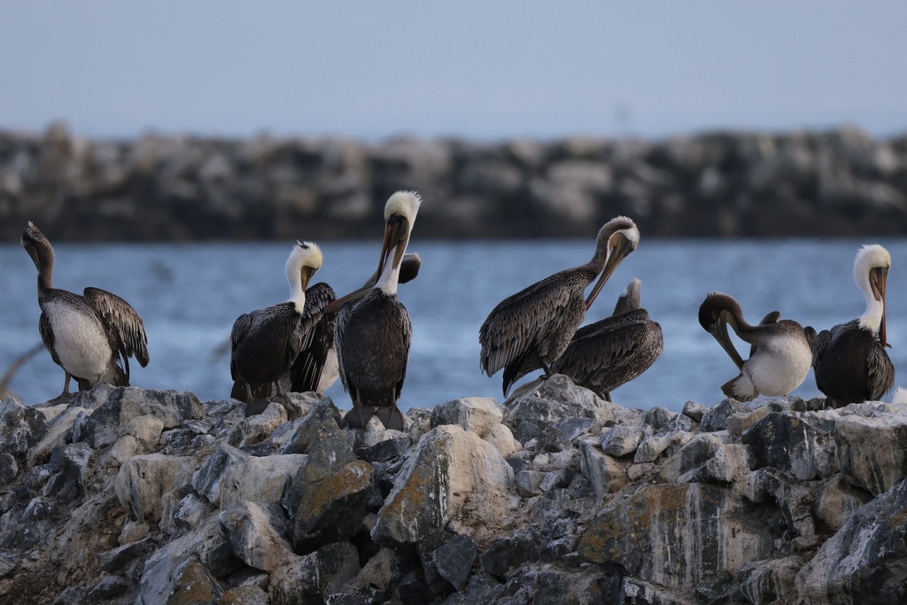 California Brown Pelican