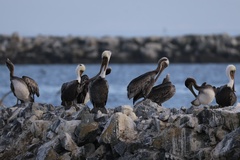 California Brown Pelican